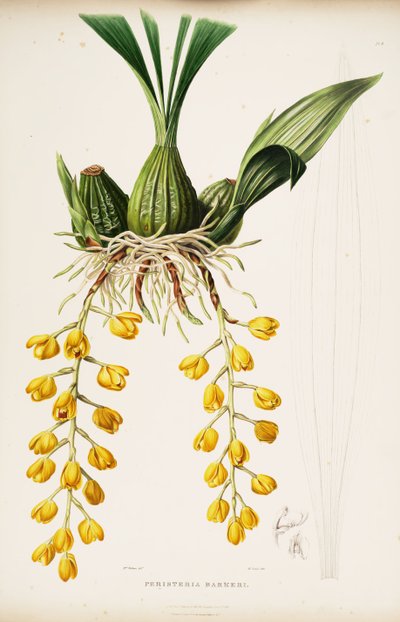 Illustration of Acineta barkeri by Augusta Innes Withers